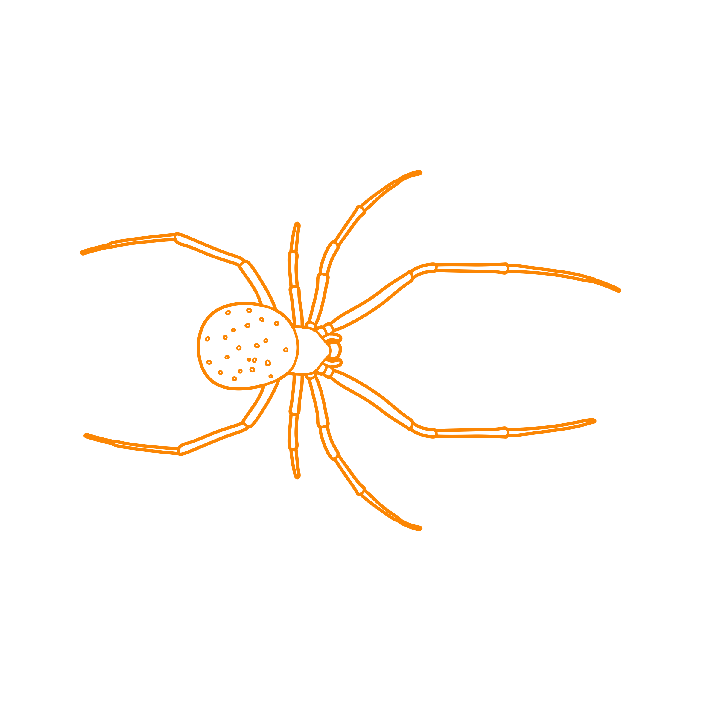 Animals Arachnids Common House Spider Tracing Svg Vector Free Vectors